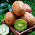 Hayward Kiwi Fruit Fruit للبيع